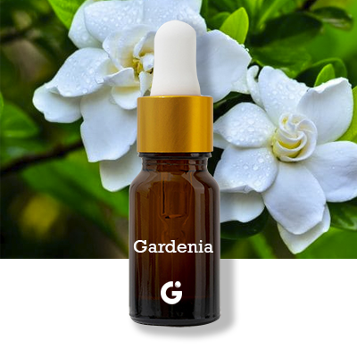 Gardenia